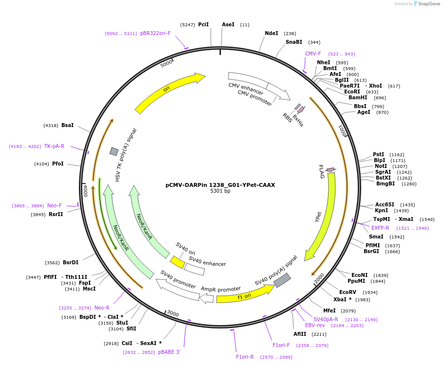 244033-plasmid-map-sequence-id-491047