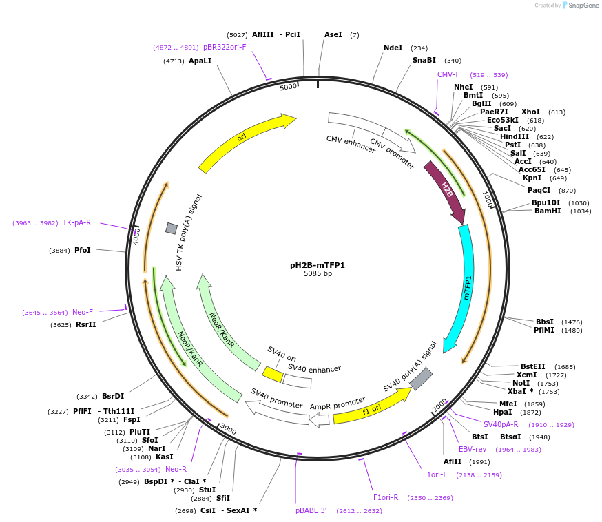 244036-plasmid-map-sequence-id-491049
