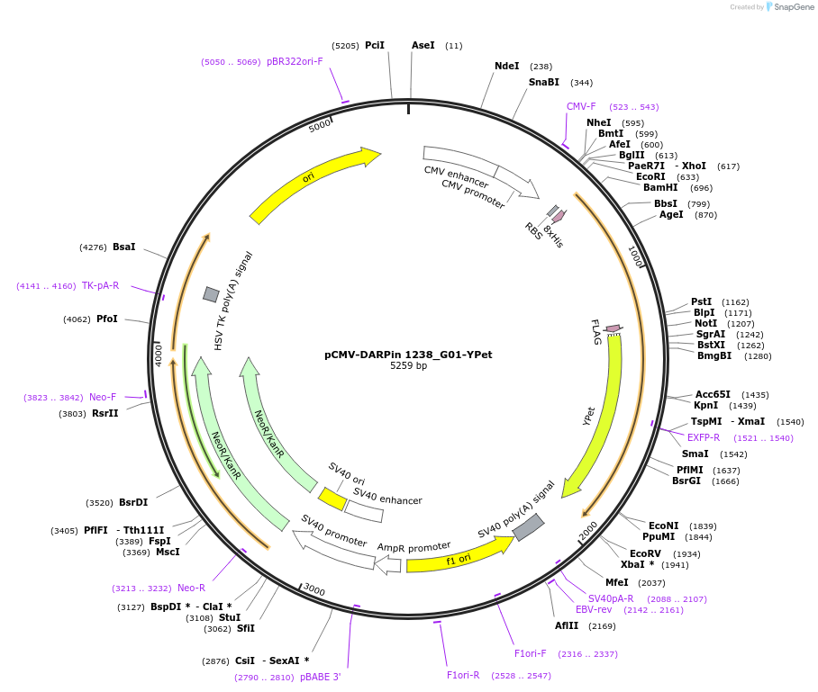 244039-plasmid-map-sequence-id-491083