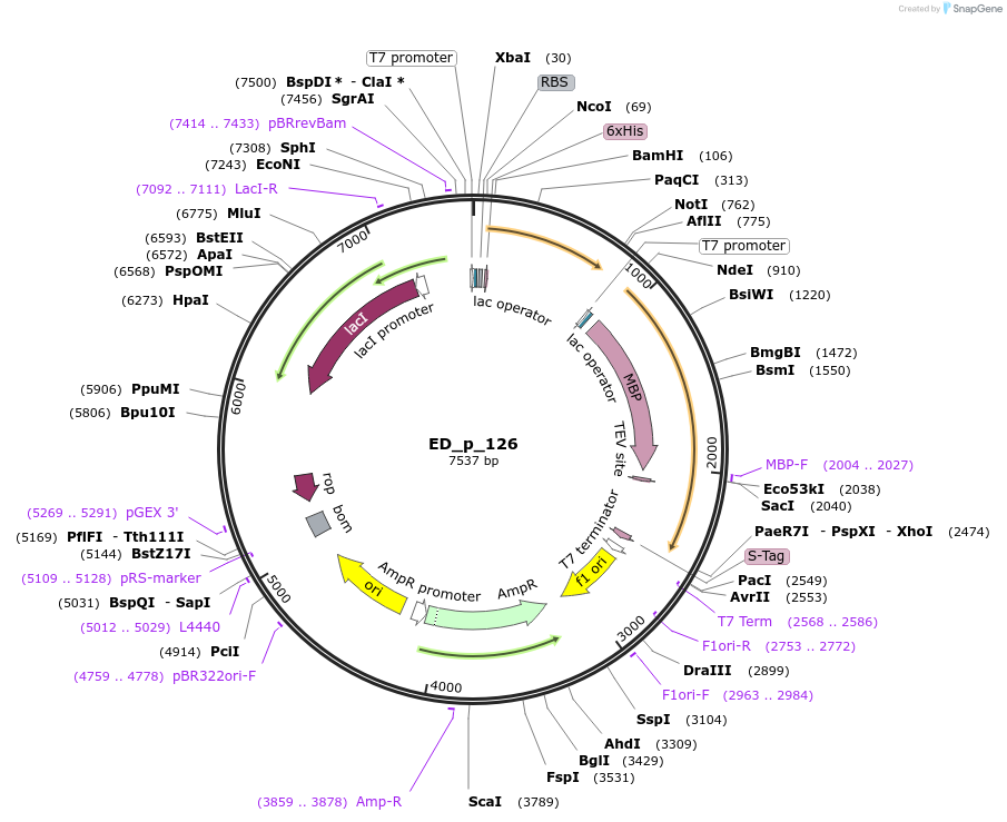 246073-plasmid-map-sequence-id-491099