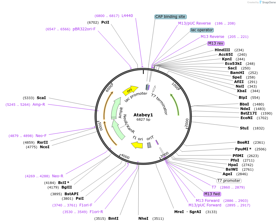 245839-plasmid-map-sequence-id-491144