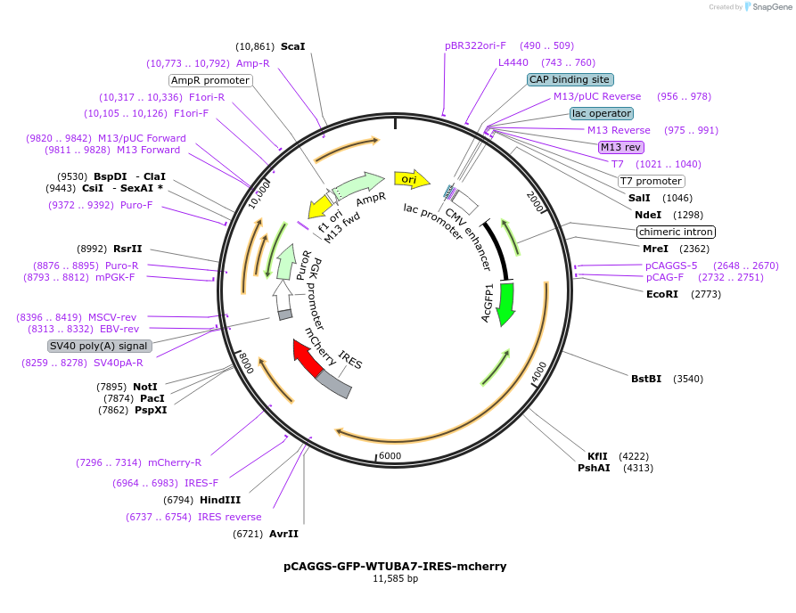 246475-plasmid-map-sequence-id-491163