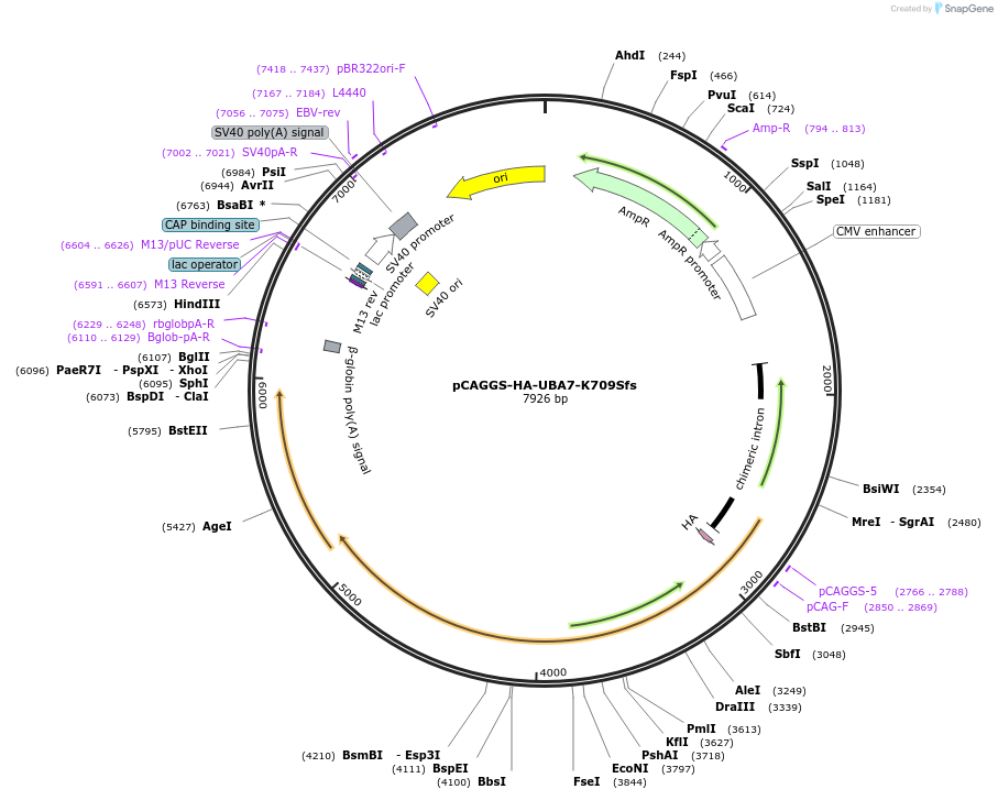 246474-plasmid-map-sequence-id-491165