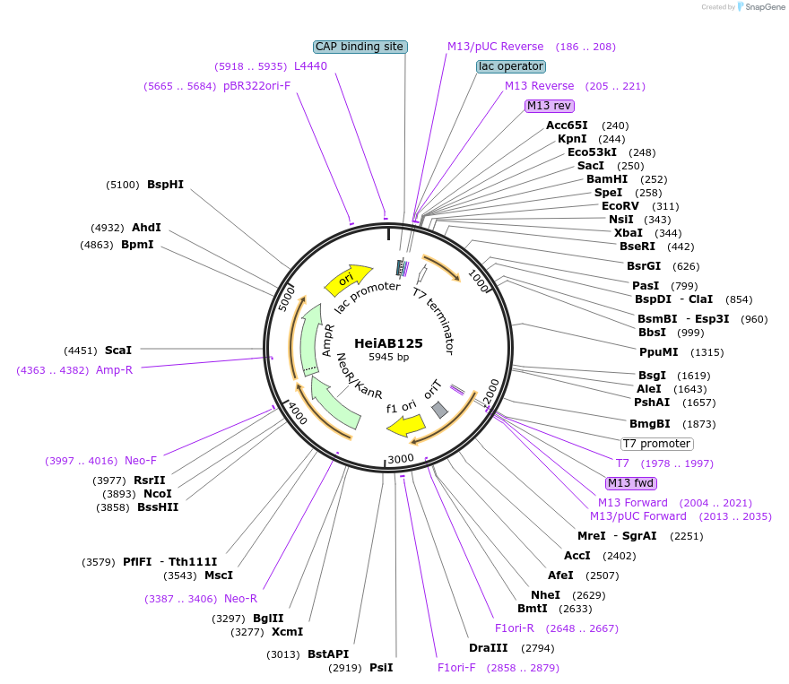 245848-plasmid-map-sequence-id-491171