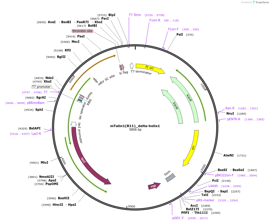 245892-plasmid-map-sequence-id-491183