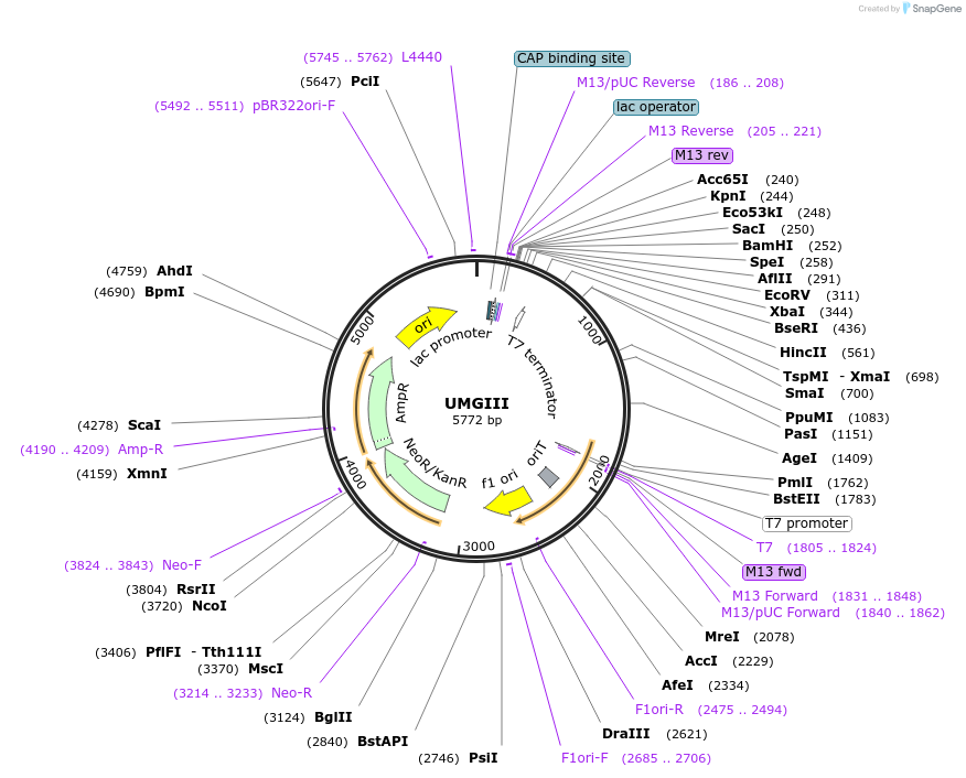 245860-plasmid-map-sequence-id-491202