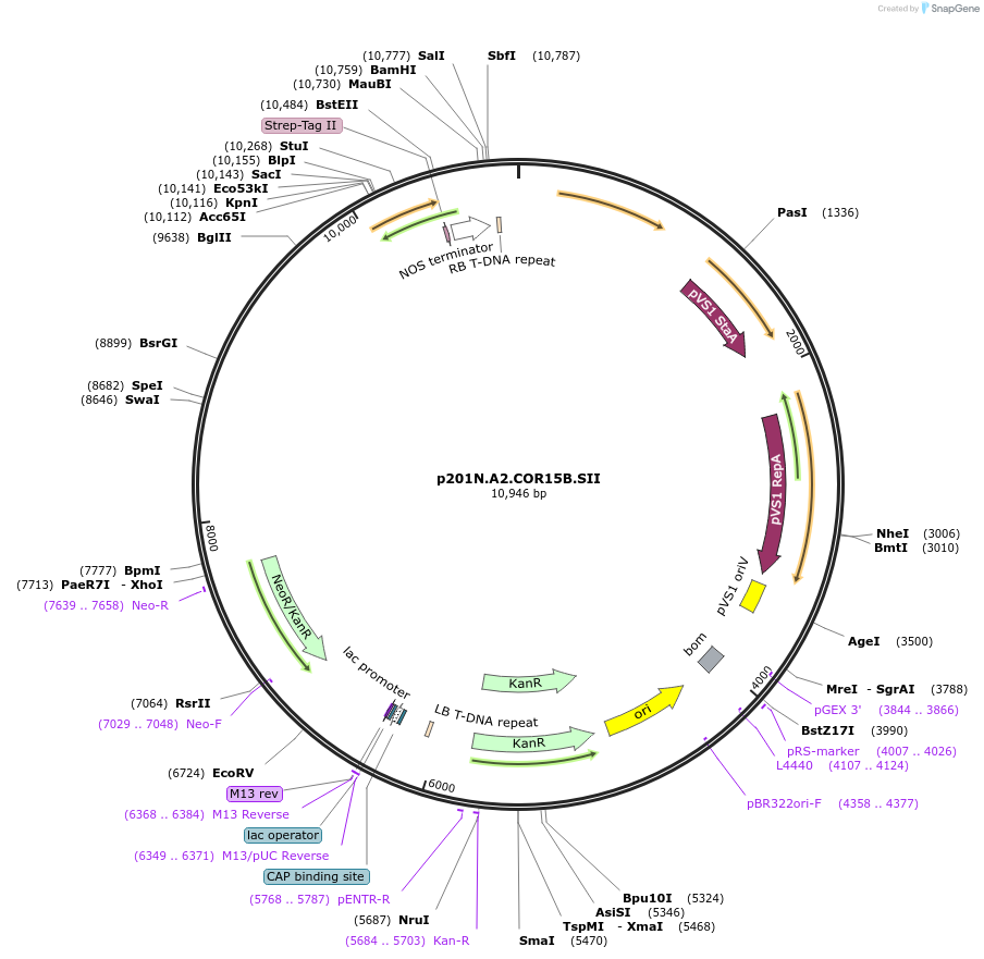 246321-plasmid-map-sequence-id-491203