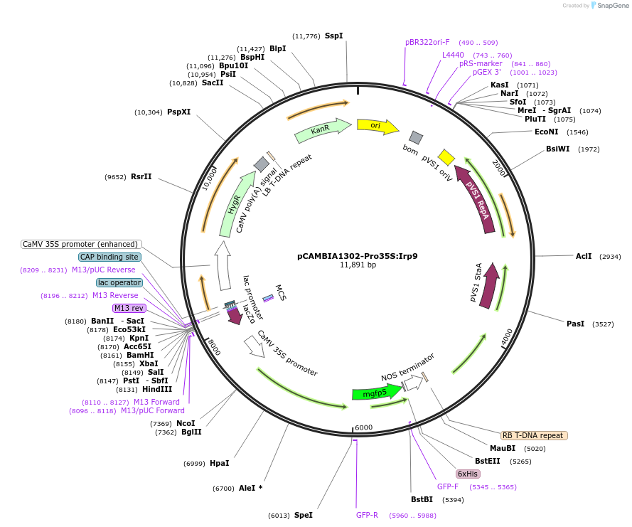 246319-plasmid-map-sequence-id-491210