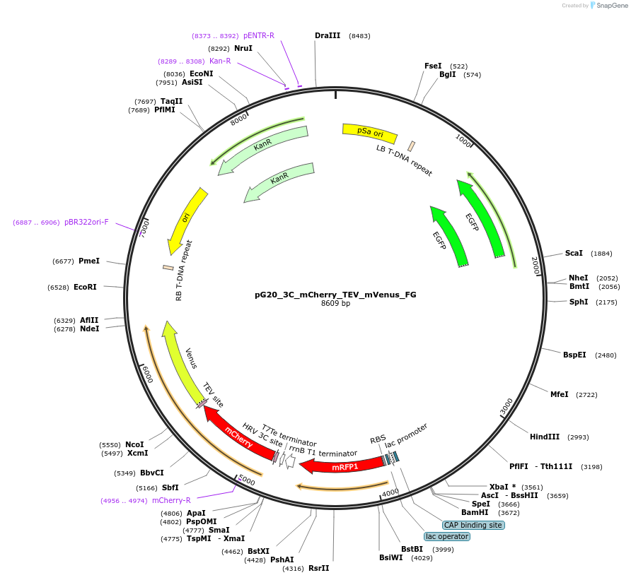 240674-plasmid-map-sequence-id-491251