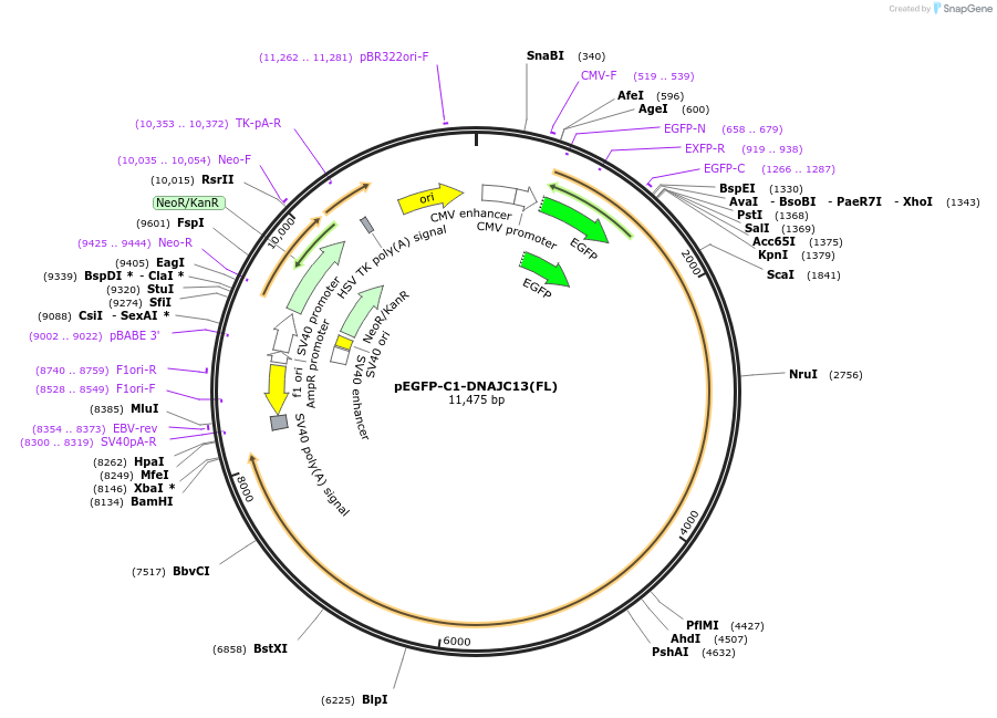 246660-plasmid-map-sequence-id-491255