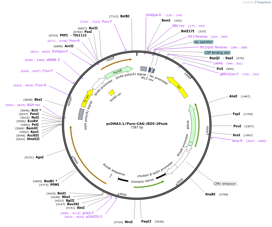 247186-plasmid-map-sequence-id-491259