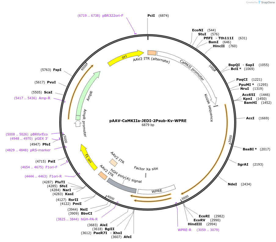 247223-plasmid-map-sequence-id-491261