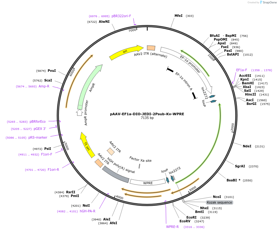 247323-plasmid-map-sequence-id-491263