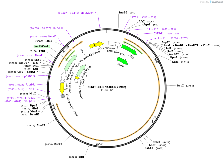 246661-plasmid-map-sequence-id-491265