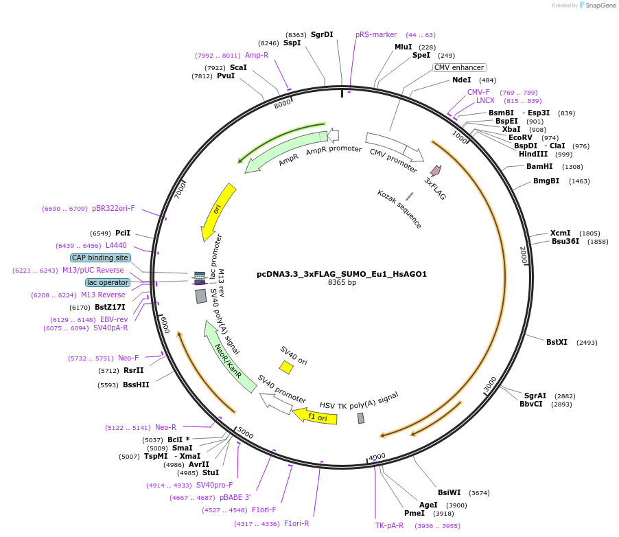 247137-plasmid-map-sequence-id-491274