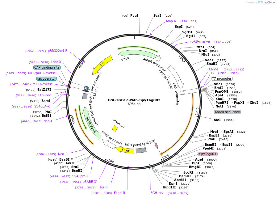 246649-plasmid-map-sequence-id-491286