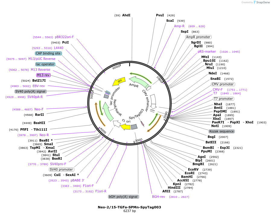 246650-plasmid-map-sequence-id-491288