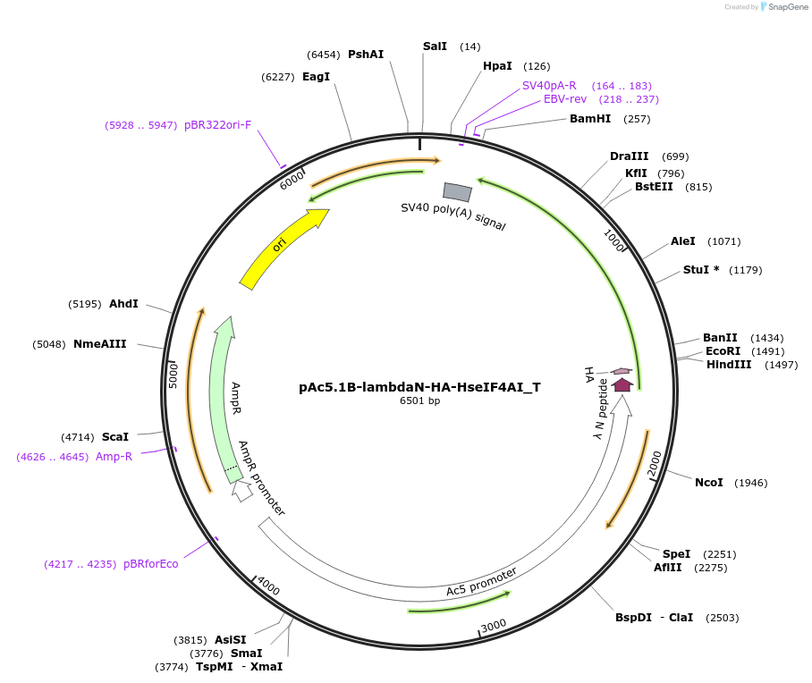 147543-plasmid-map-sequence-id-491297