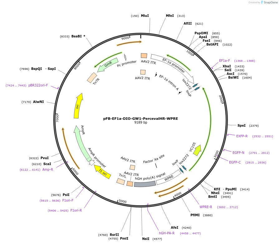245383-plasmid-map-sequence-id-491298