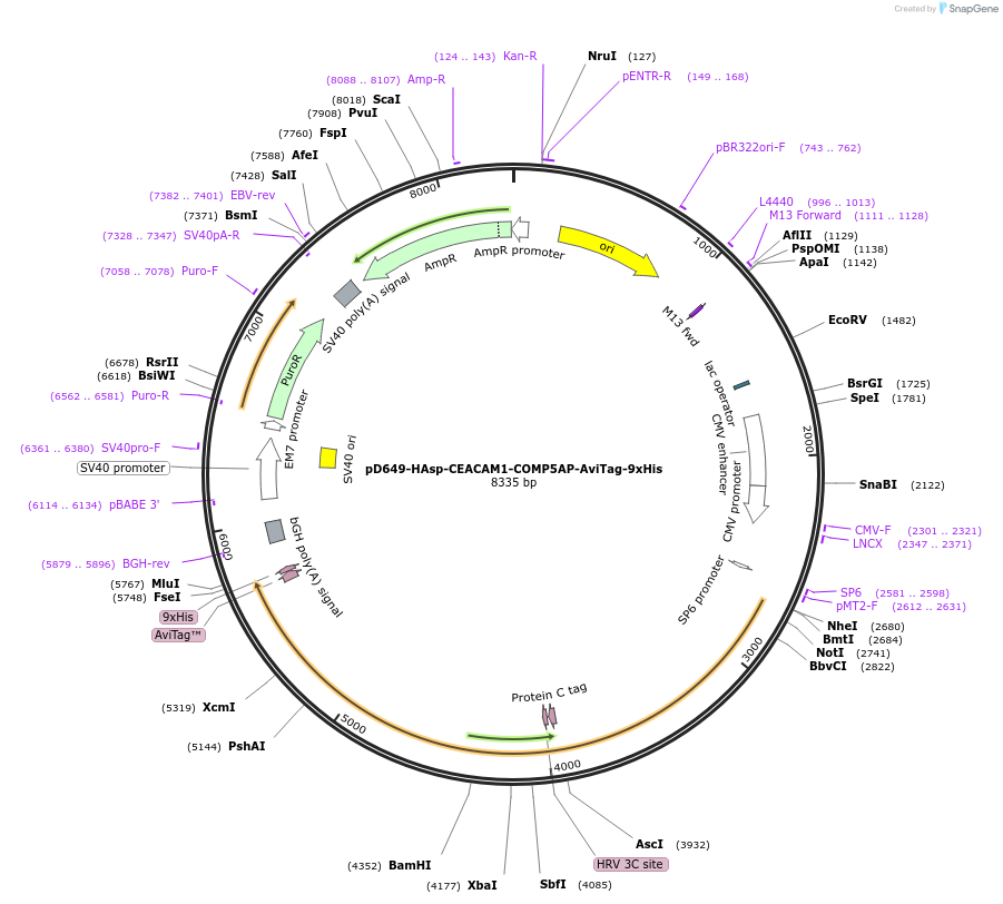157390-plasmid-map-sequence-id-491299