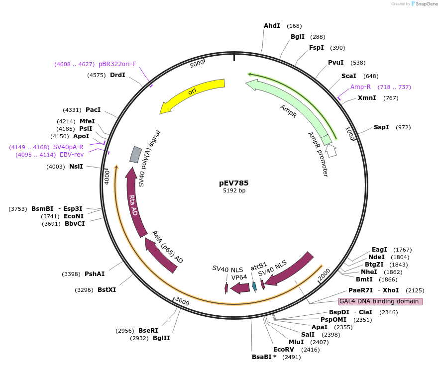246451-plasmid-map-sequence-id-491308