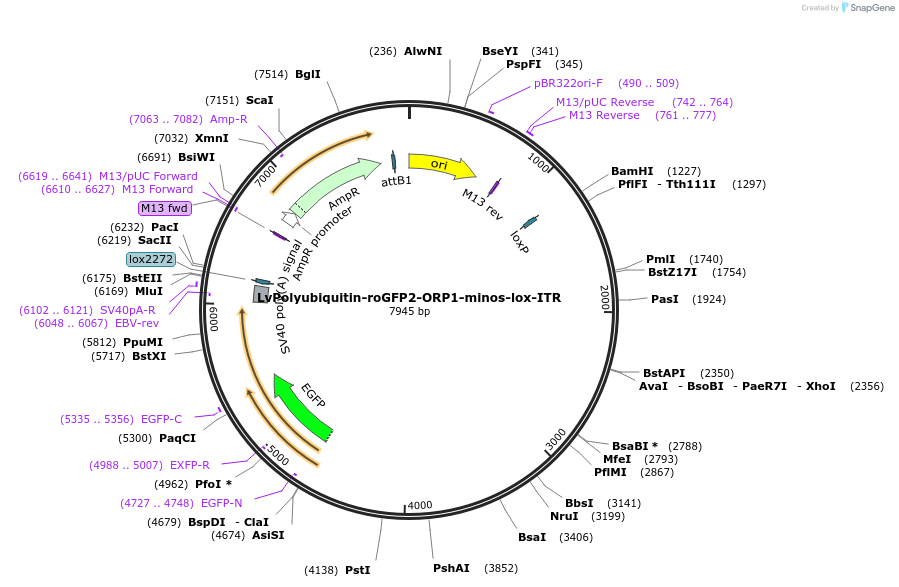 247293-plasmid-map-sequence-id-491309