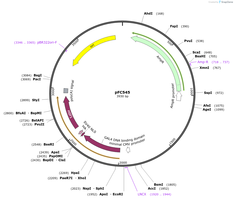 246442-plasmid-map-sequence-id-491316