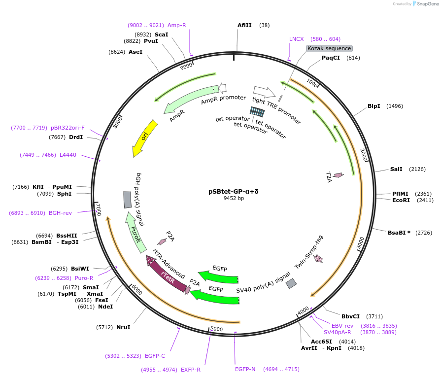 247177-plasmid-map-sequence-id-491317