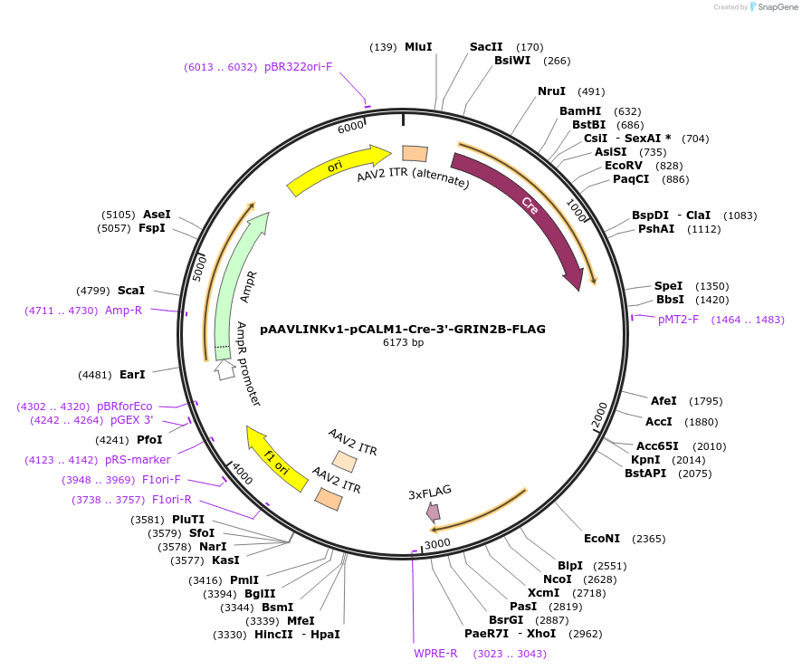 244255-plasmid-map-sequence-id-491388