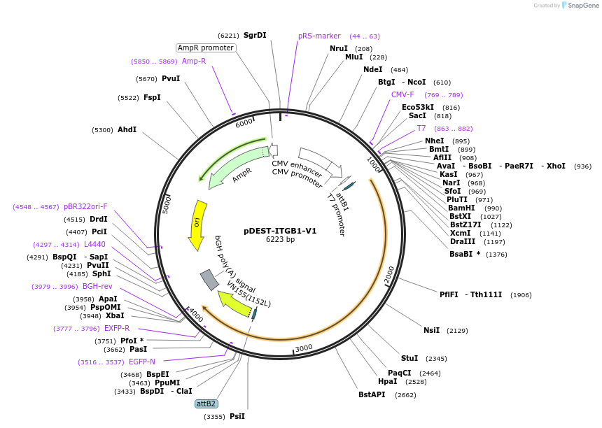 215454-plasmid-map-sequence-id-491398