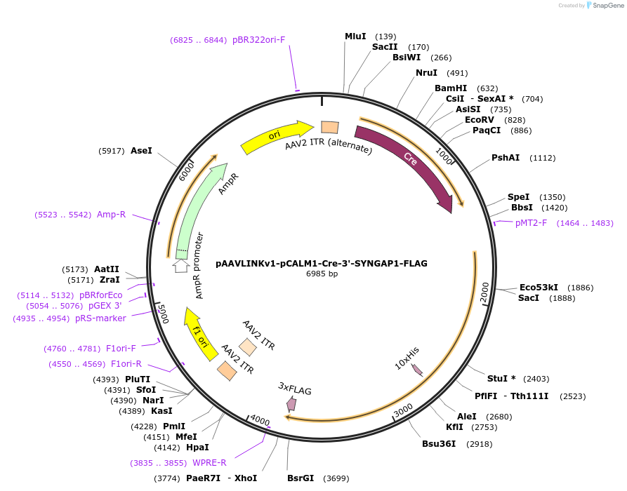 244265-plasmid-map-sequence-id-491401