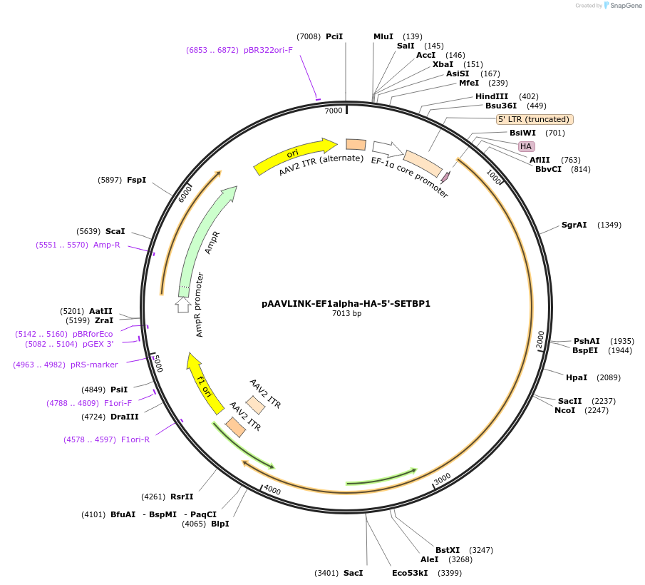 244266-plasmid-map-sequence-id-491402