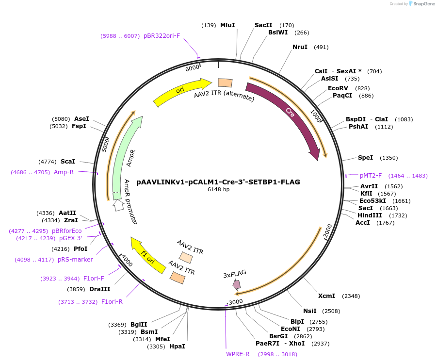 244267-plasmid-map-sequence-id-491404