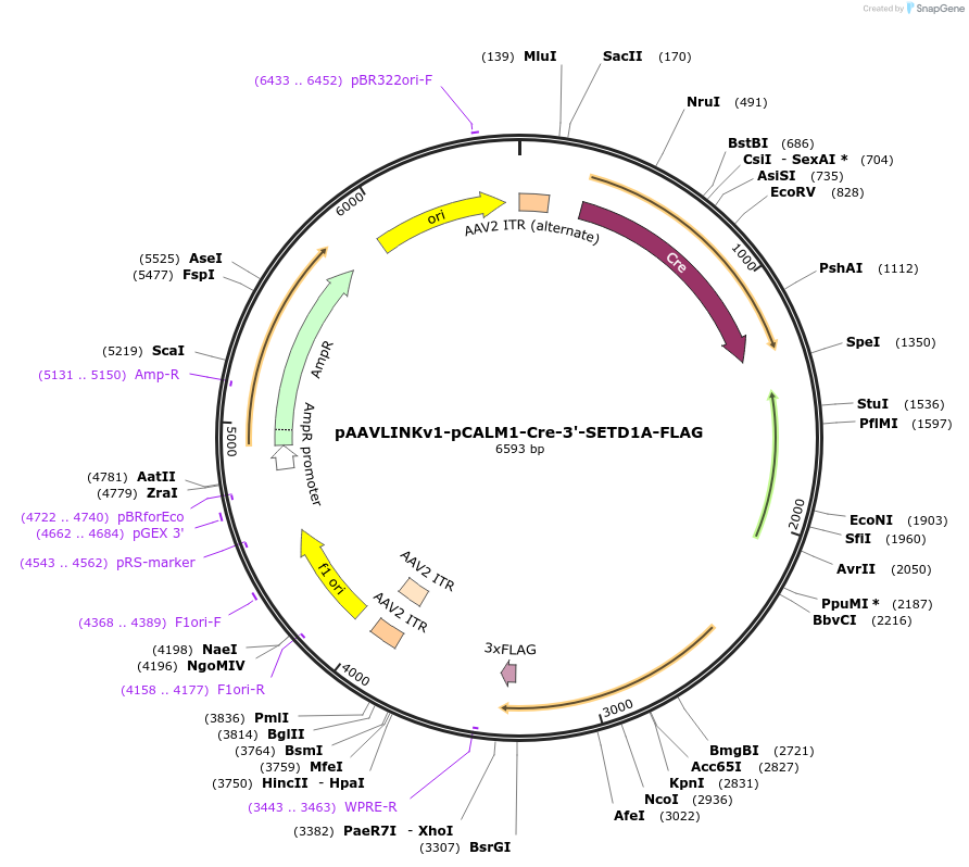 244273-plasmid-map-sequence-id-491422