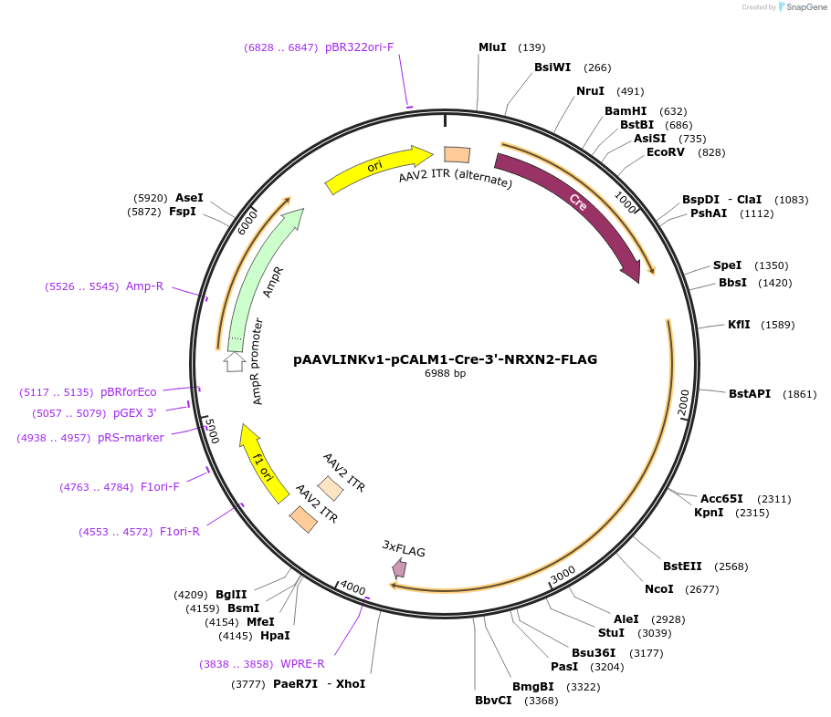 244275-plasmid-map-sequence-id-491423