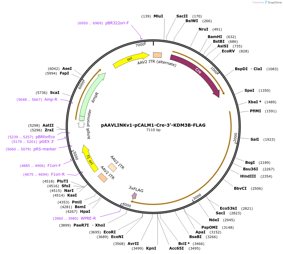 244277-plasmid-map-sequence-id-491424