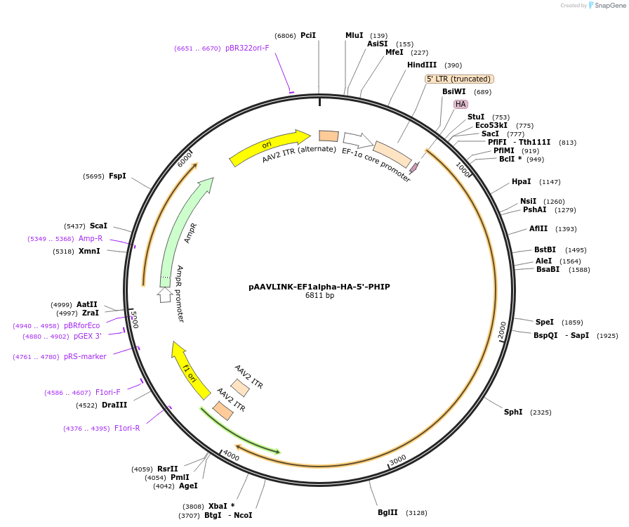 244278-plasmid-map-sequence-id-491426