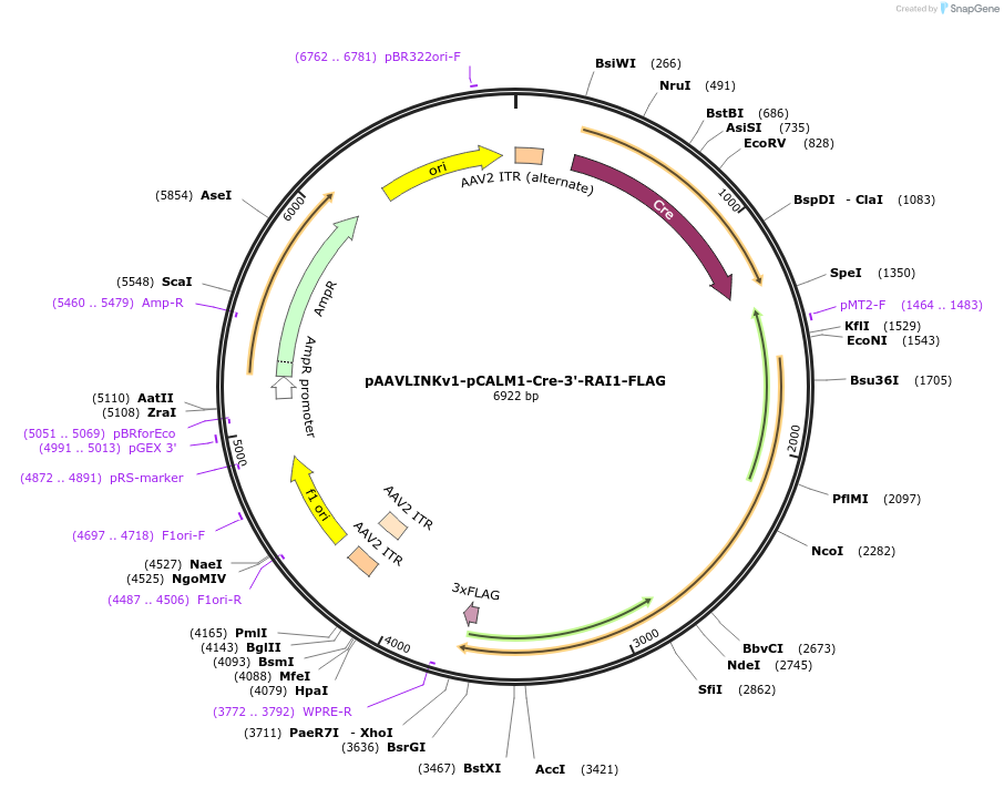 244283-plasmid-map-sequence-id-491433