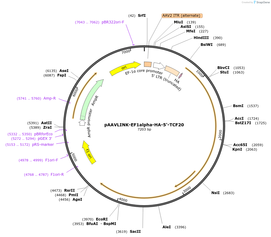 244284-plasmid-map-sequence-id-491435