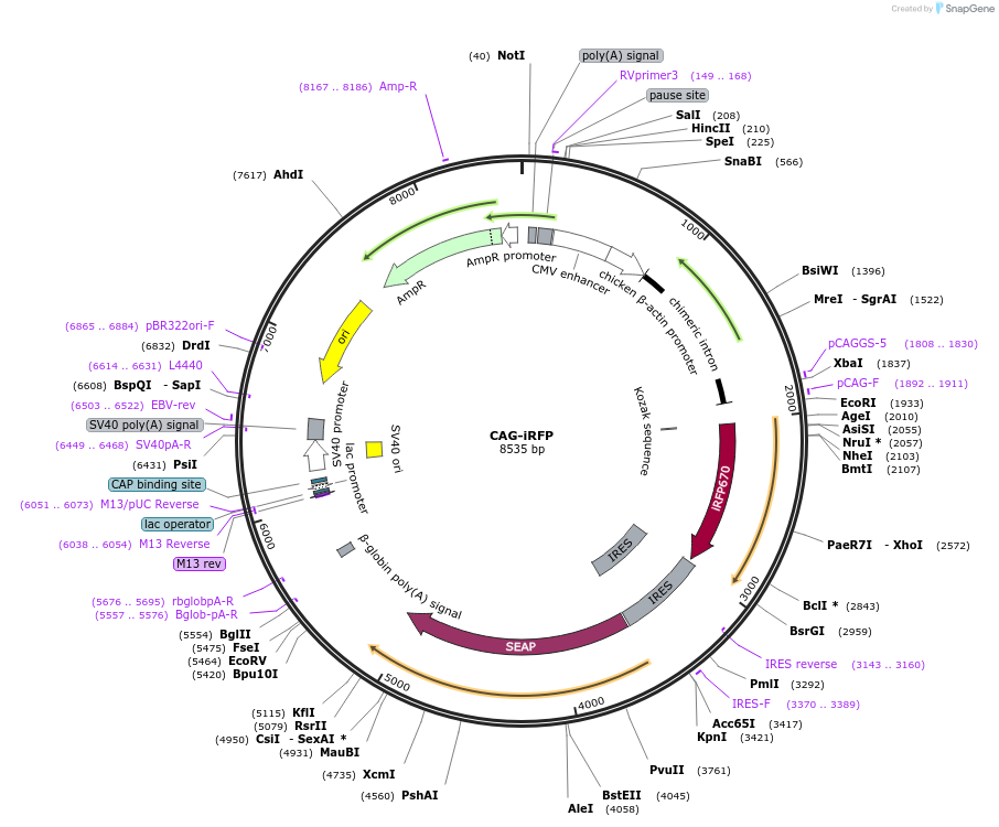 140460-plasmid-map-sequence-id-491440