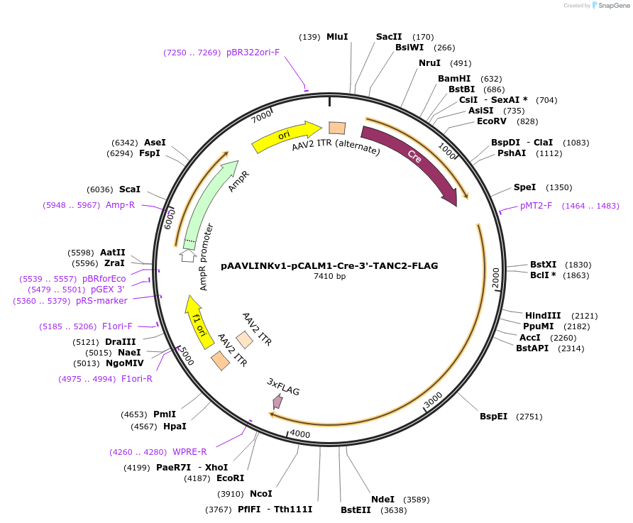 244289-plasmid-map-sequence-id-491441