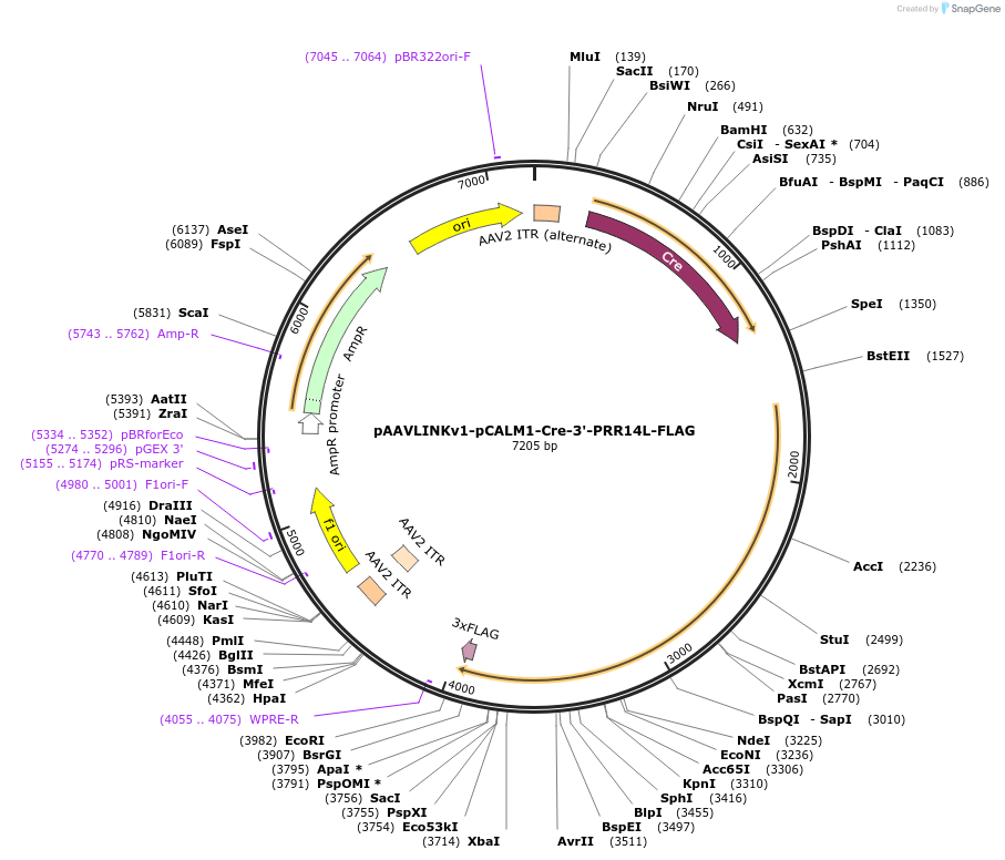 244293-plasmid-map-sequence-id-491444