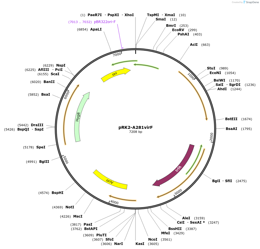 243807-plasmid-map-sequence-id-491491
