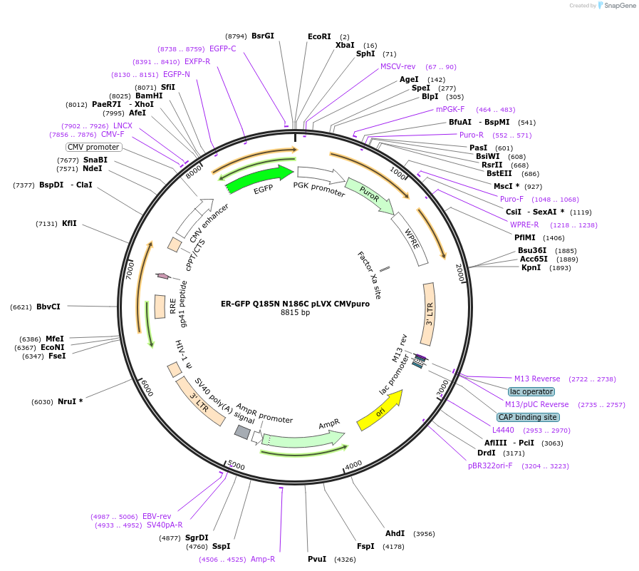 246913-plasmid-map-sequence-id-491509