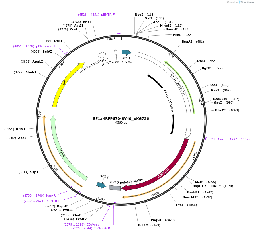 246374-plasmid-map-sequence-id-491518
