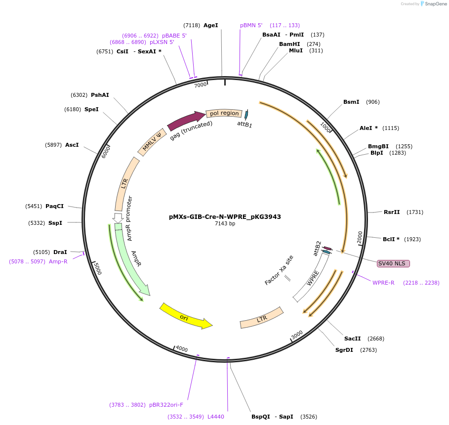 246352-plasmid-map-sequence-id-491519