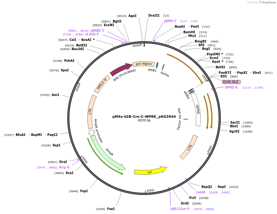 246353-plasmid-map-sequence-id-491527