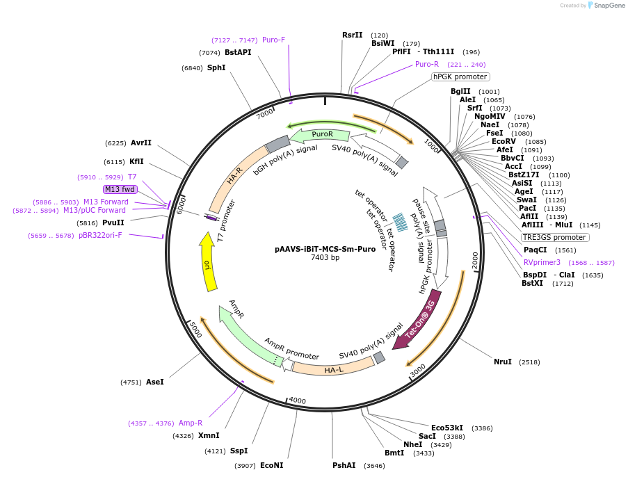 245345-plasmid-map-sequence-id-491532