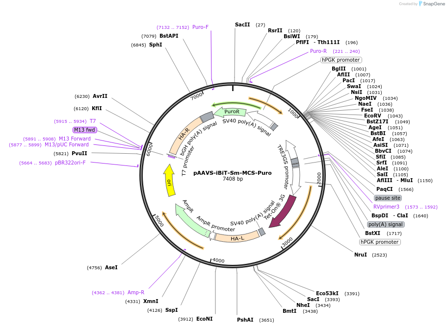 245346-plasmid-map-sequence-id-491533