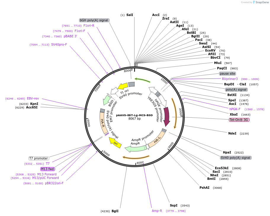 245343-plasmid-map-sequence-id-491538